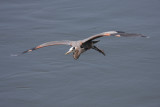 GBH3_Apr2008.jpg