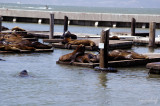 Pier39 - Sea Lions