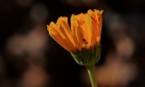 Sunflower with Insect