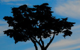 Cypress in Salinas, California