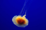 Jellyfish Mini-Me