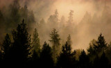 Fog in the Feather River Canyon