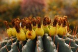 Cactus, Living Zoo and Desert, Palm Desert, California