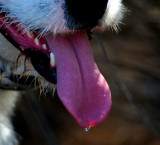 Dog at the Historic Echo Ranch