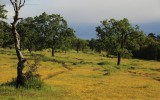 Gold is Where You Find It: Upper Bidwell Park, above Chico, California