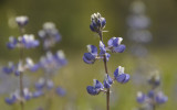 Lupines