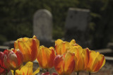 Pioneer Cemetery at Rough and Ready