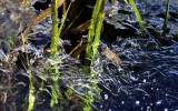 Ice and Grass on the Edge of the Swollen Merced River