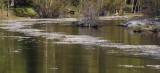 Ice Flows on the Surface of the Merced River