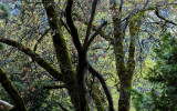 Oaks Near the Ansel Adams Gallery