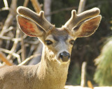 Deer Near Yosemite Lodge