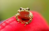 Tree Frog