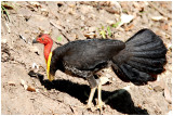 Talgalle de Latham - Alectura lathami - Australian Brush-turkey - QLD