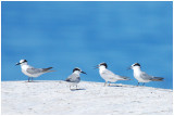 Sterne naine - Sterna albifrons - LittleTern - QLD