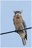 Martin-chasseur  ailes bleues - Dacelo leachii - Blue-winged Kookaburra - QLD