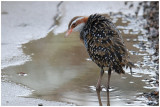 Rle tiklin - Gallirallus philippensis - Buff-banded Rail - QLD