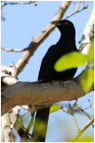 Coucou kol - Eudynamys scolopacea - Asian Koel - QLD