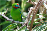 Psittacule double-œil - Cyclopsitta diophthalma - Double-eyed Fig-Parrot - QLD