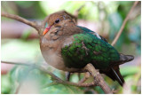 Colombine turvert -  Chalcophaps indica - Emerald Dove - QLD