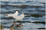 Sterne hansel - Sterna nilotica - Gull-billed Tern - QLD