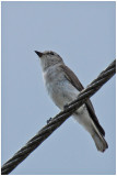Miro enchanteur - Microeca fascinans - Jacky-winter - QLD