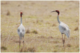 Grue antigone - Grus antigone - Sarus Crane - QLD