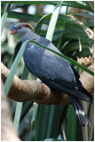 Carpophage  double huppe - Lopholaimus antarcticus - Topknot Pigeon - QLD