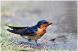 Hirondelle messagre - Hirundo neoxena - Welcome Swallow - QLD