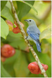Tangara vque  - Thraupis episcopus - Blue-gray Tanager