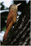 Grimpar talapiot - Xiphorhynchus picus - Straight-billed Woodcreeper