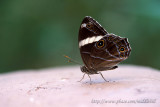 Butterfly ½¹½º