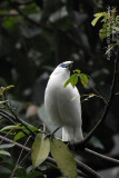 720mm at ISO1600 (contrast is still good)