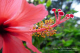 appealing red flowers in super macro mode