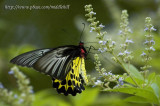 Common Birdwing - n - 0041