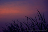Pak Nai sunset - ժd鸨 - 158