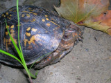Box Turtle