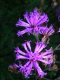 Ironweed