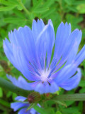 Chicory