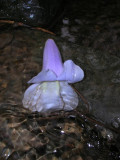 Fallen Paulownia bloom