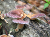 Fuzzy Fungi