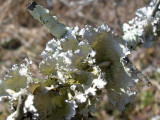 Lichen Cups