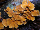 Fungi Food