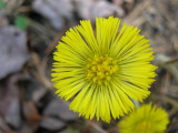 Coltsfoot