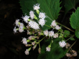 White Flower