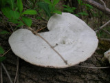 White Polypore