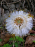 Coltsfoot