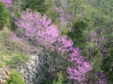Stone Wall and Redbuds