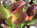 Carnivorous Plant