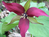 Red Trillium