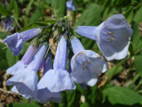 Virginia Bluebells